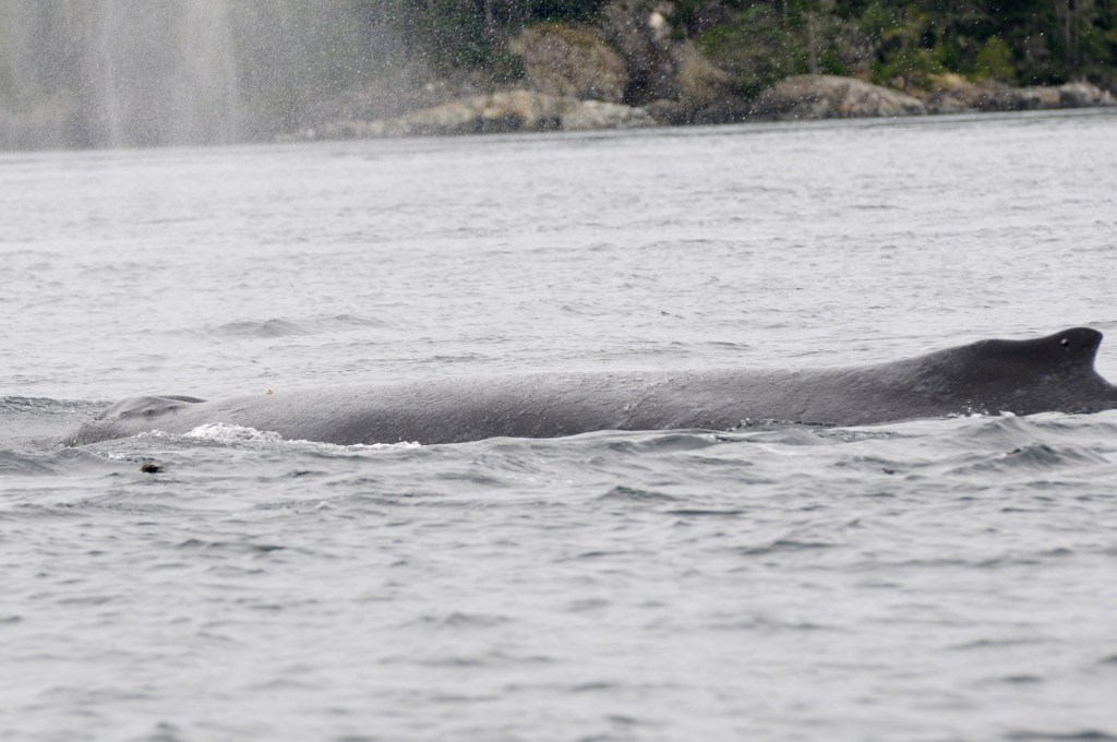Cutter today - swimming and feeding effectively. Photo by Christie McMillan, MERS
