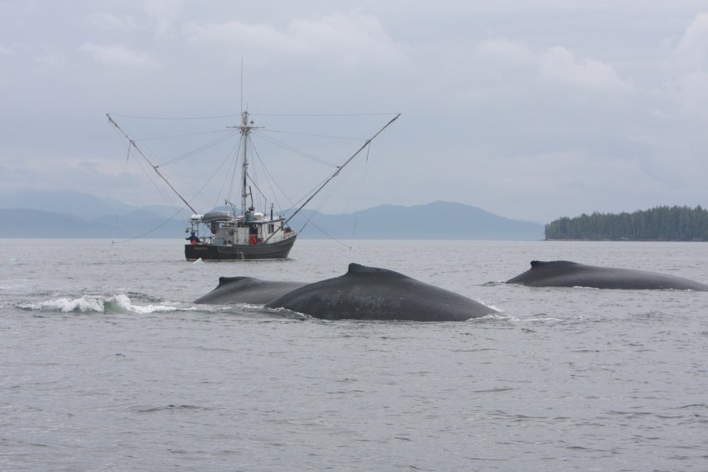More research is required to better understand the threats that result from increased overlap between humpback whales and human activity (Photo: Jared Towers, MERS)