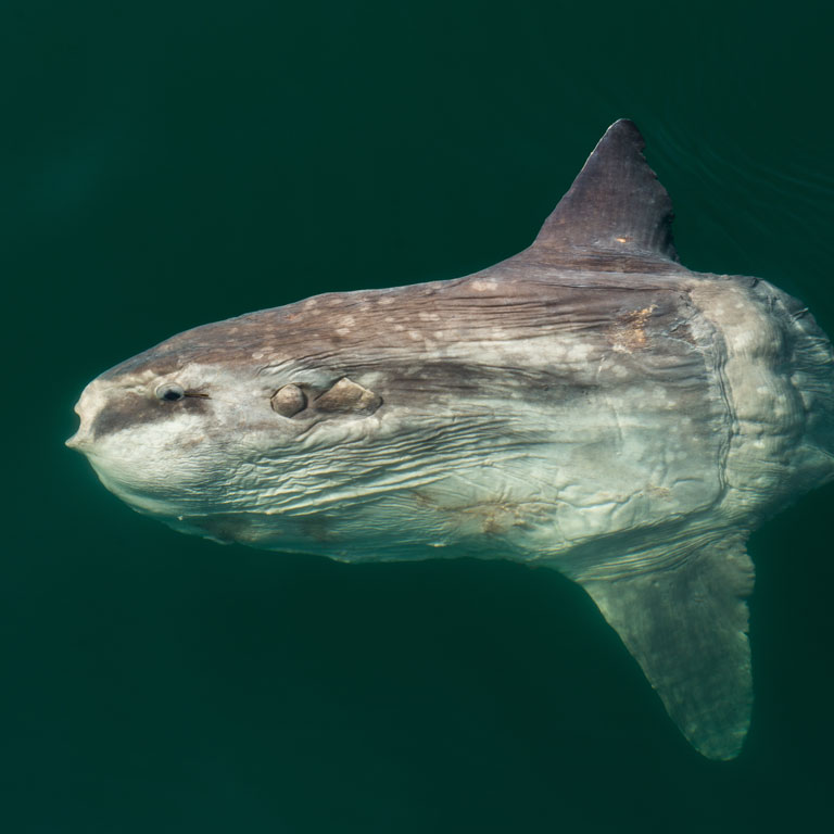 Meet the hoodwinker, the ocean sunfish we misidentified for years