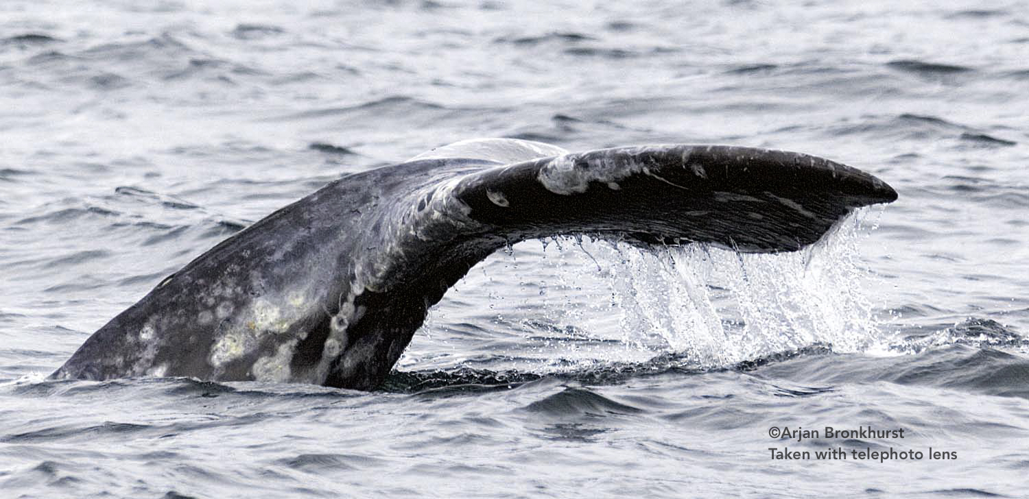 Stubbs Island whale watching tour, gray whale, grijze walvis